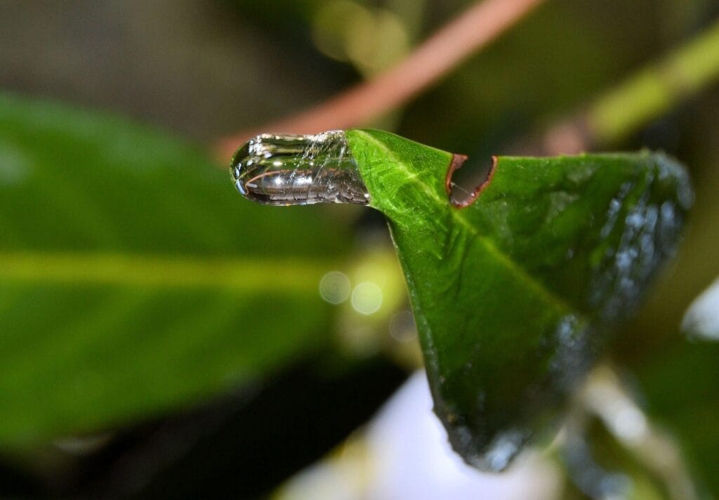 Maladie criblée aux jardins