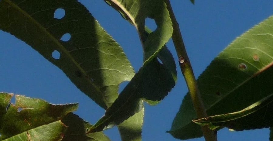Maladie criblée aux jardins