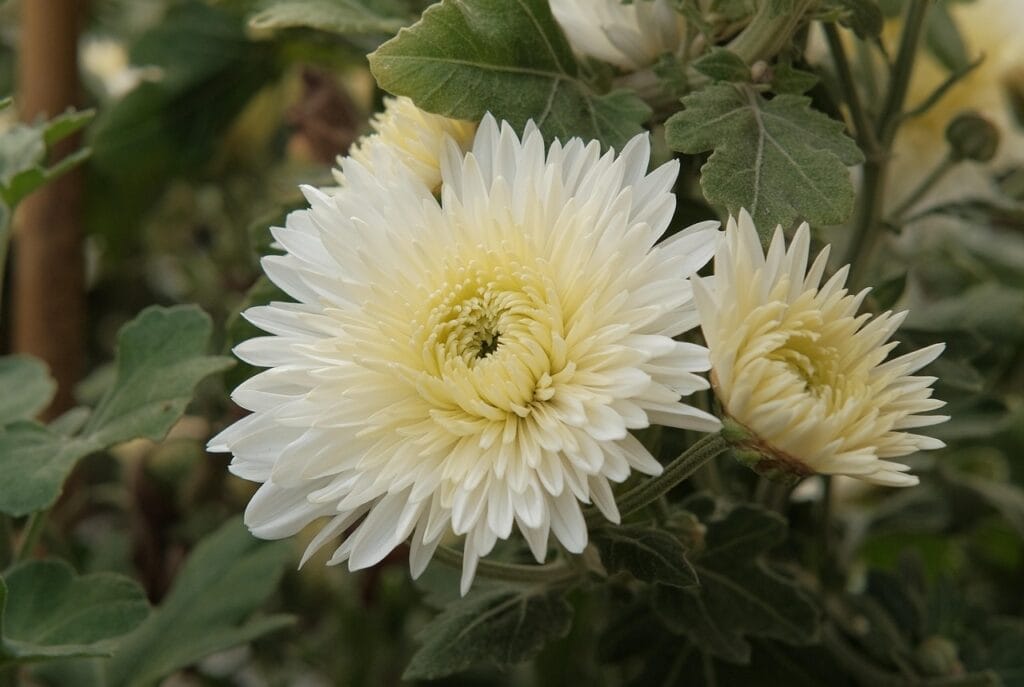 Septoriose aux jardins