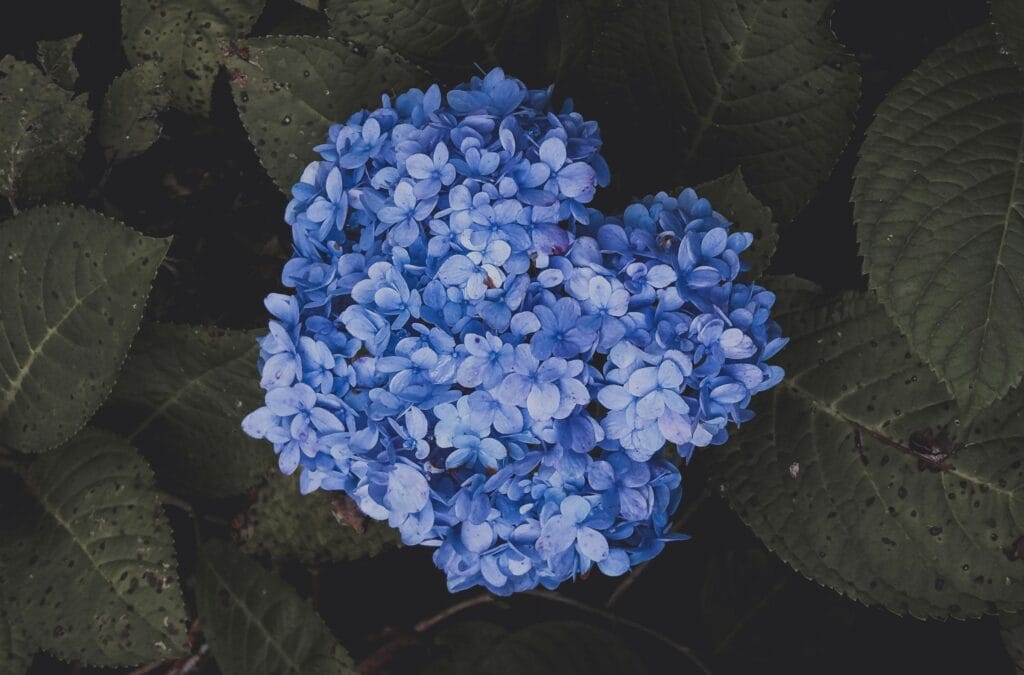 Septoriose aux jardins
