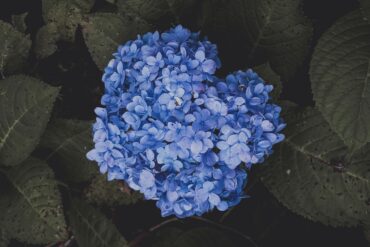 Septoriose des cultures : 3 moyens de lutte efficaces.