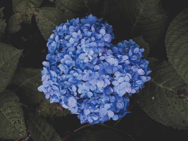 Septoriose aux jardins