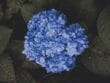 Septoriose aux jardins