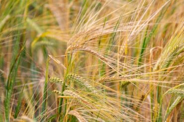 Maladie criblée aux jardins : 3 moyens de lutte efficaces.