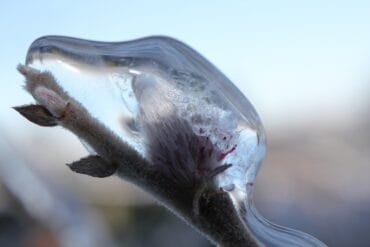 Helminthosporiose aux jardins : 3 moyens de lutte efficaces.