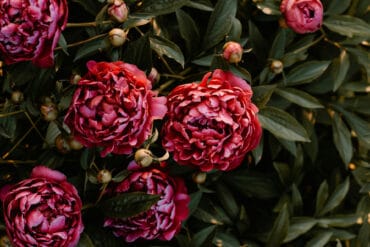 Densité de plantation des fruitiers : 2 facteurs importants.