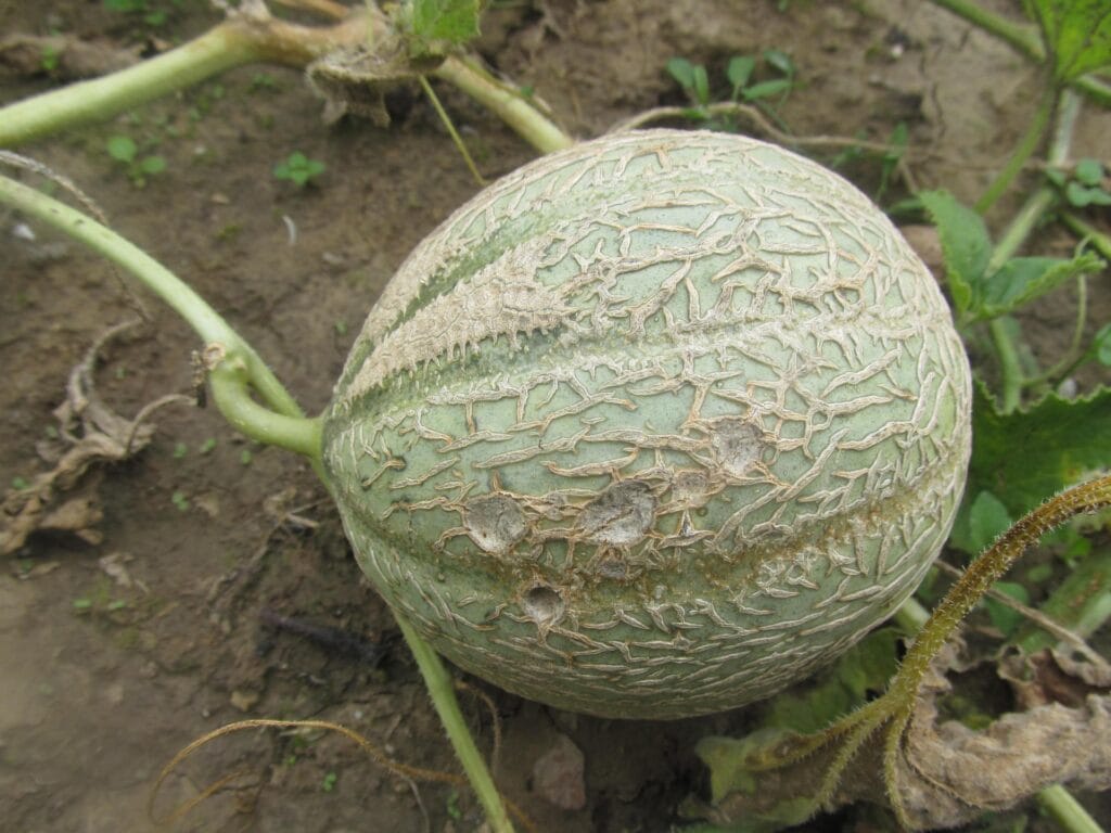 Cladosporiose des cultures végétales
