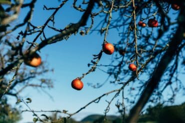 Chaleur pendant la floraison : 12 actions efficaces.