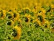 Chaleur pendant la floraison