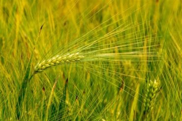 Septoriose aux jardins : 3 moyens de lutte efficaces.
