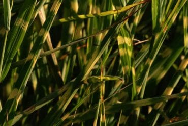 Chute des températures à la floraison : 13 actions efficaces