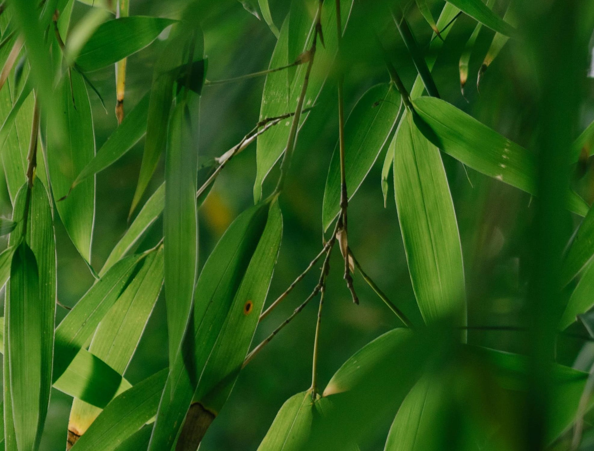 Helminthosporiose aux jardins