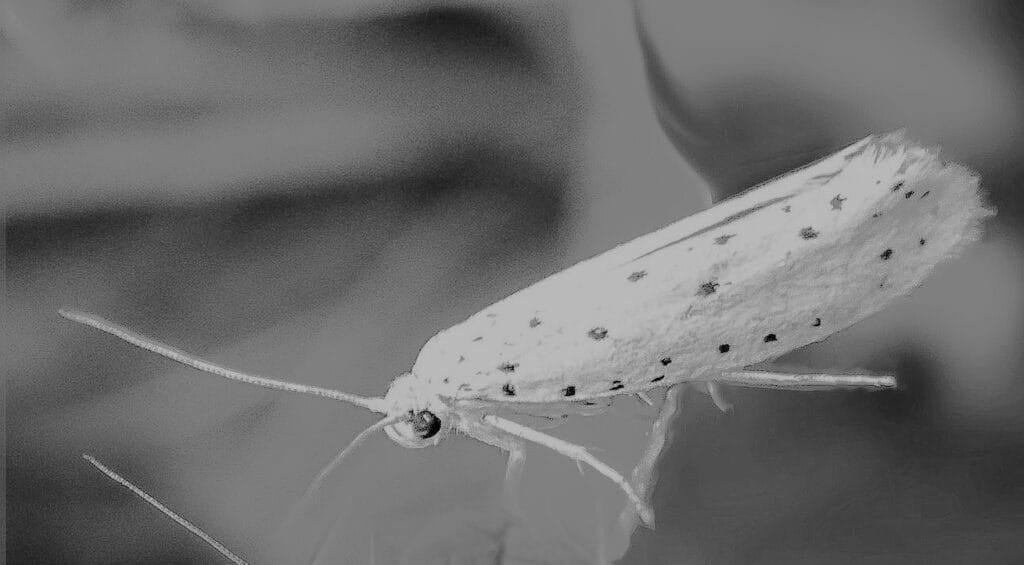 Tuta absoluta