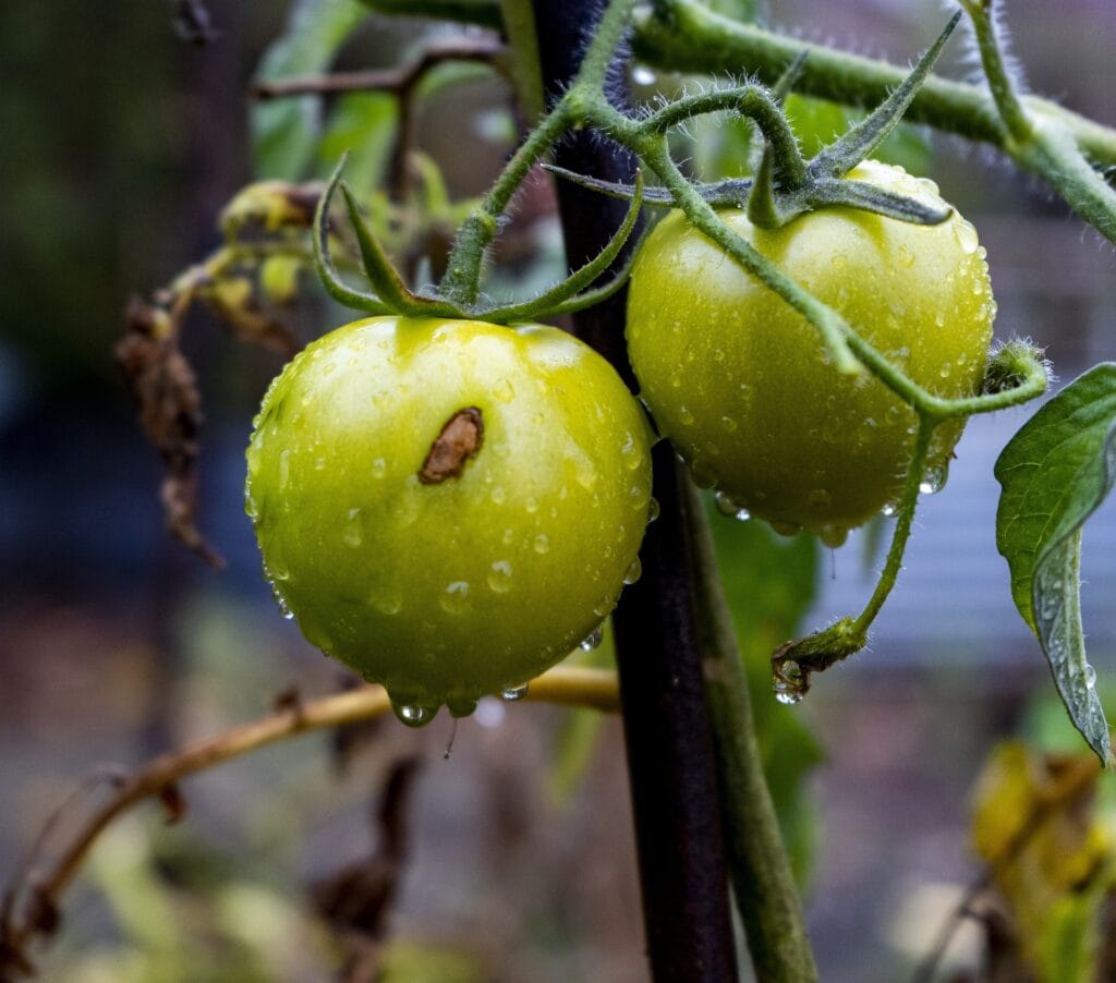 Tuta absoluta