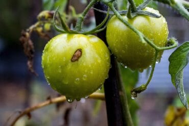 Tuta absoluta phytophage aux jardins d’ornement.