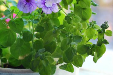 Chaleur pendant la floraison : 12 actions efficaces.