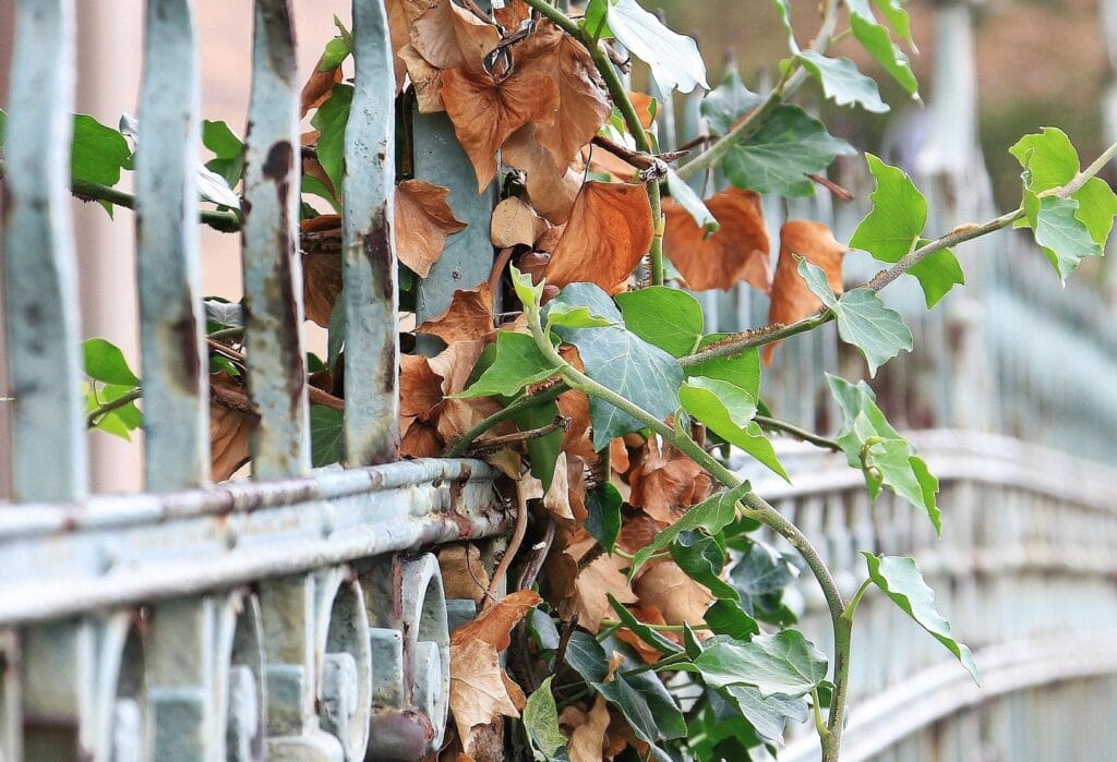 Bactériose aux jardins