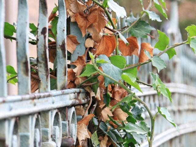 Bactériose aux jardins