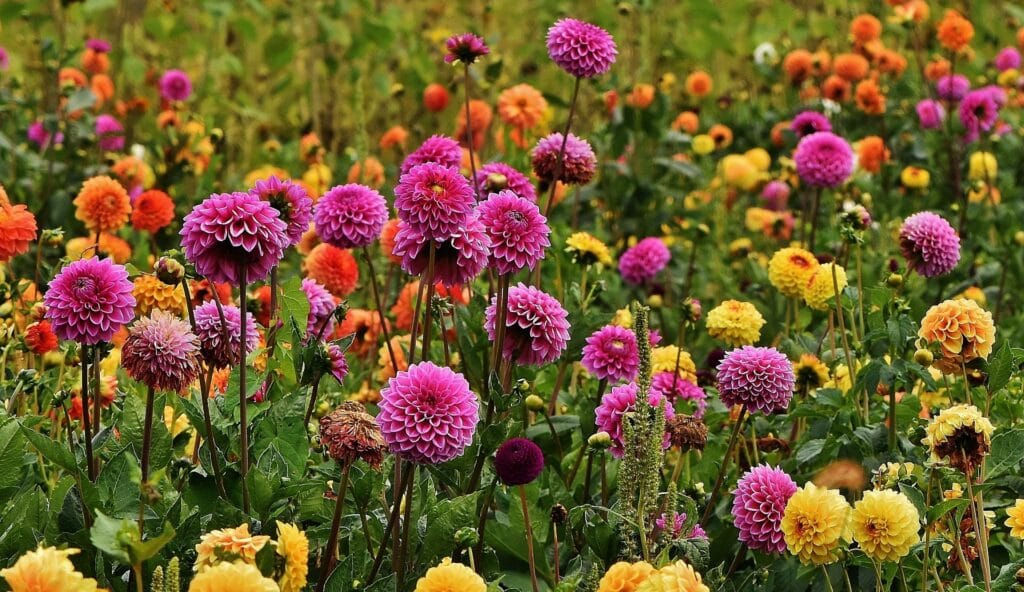 Charbon aux jardins