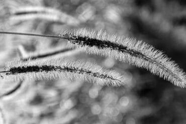 Stress thermique des végétaux : 3 actions importantes après.