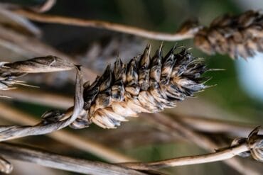 Charbon aux jardins d&rsquo;ornement : 3 moyens de lutte efficaces