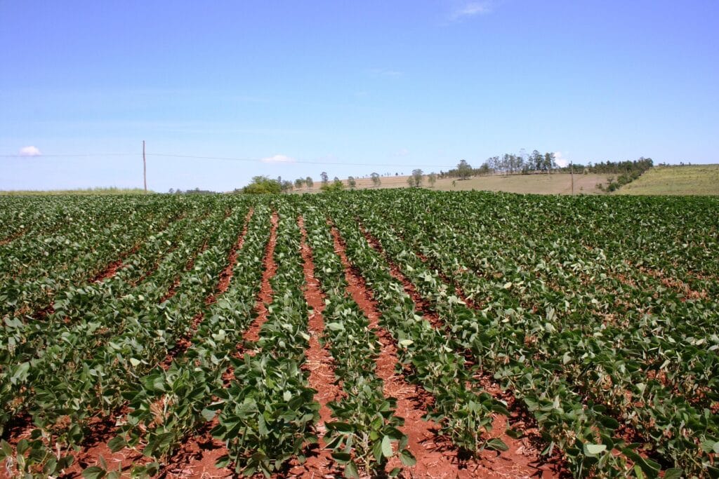 Densité de plantation ou repiquage