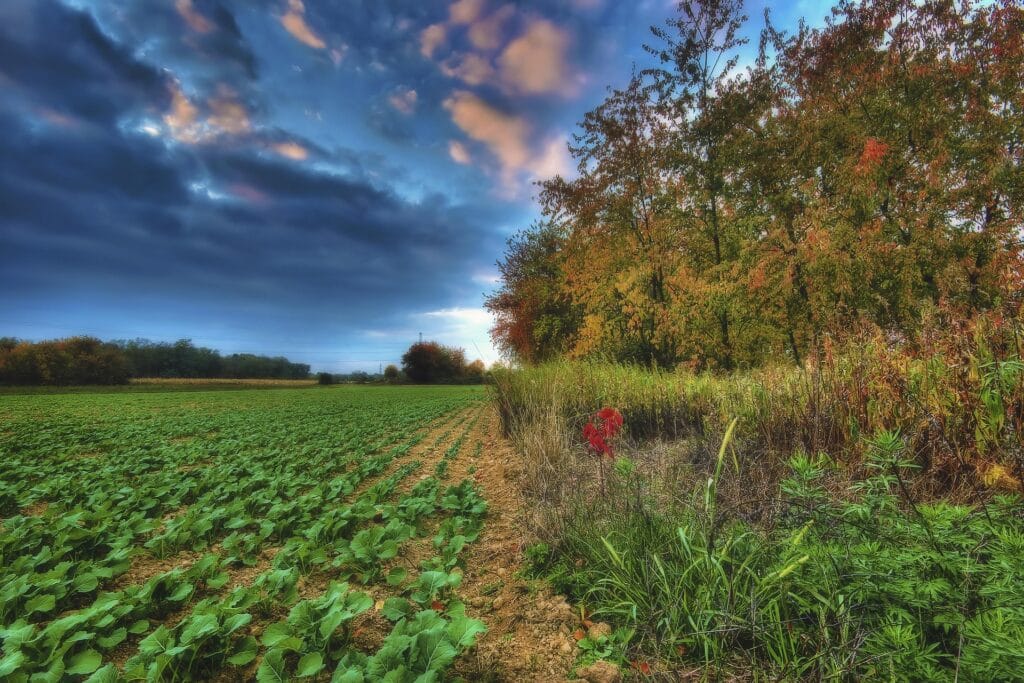 Densité de plantation ou repiquage