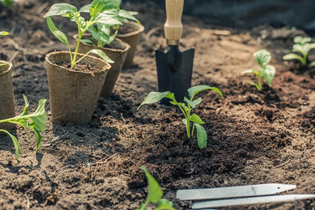 Densité de plantation ou repiquage