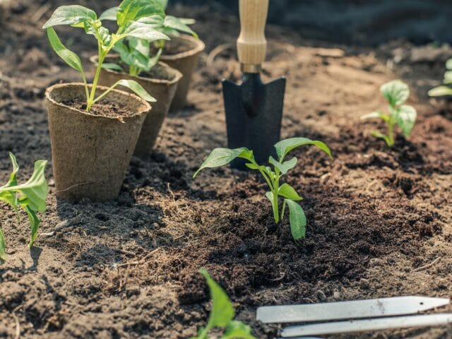 Densité de plantation ou repiquage