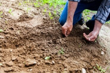 Pyrales ravageuses de cultures : 3 moyens de lutte efficaces