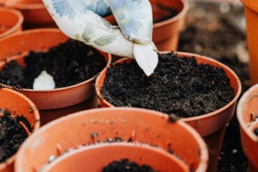 Pyrales aux jardins d’ornement : 3 moyens de lutte efficaces