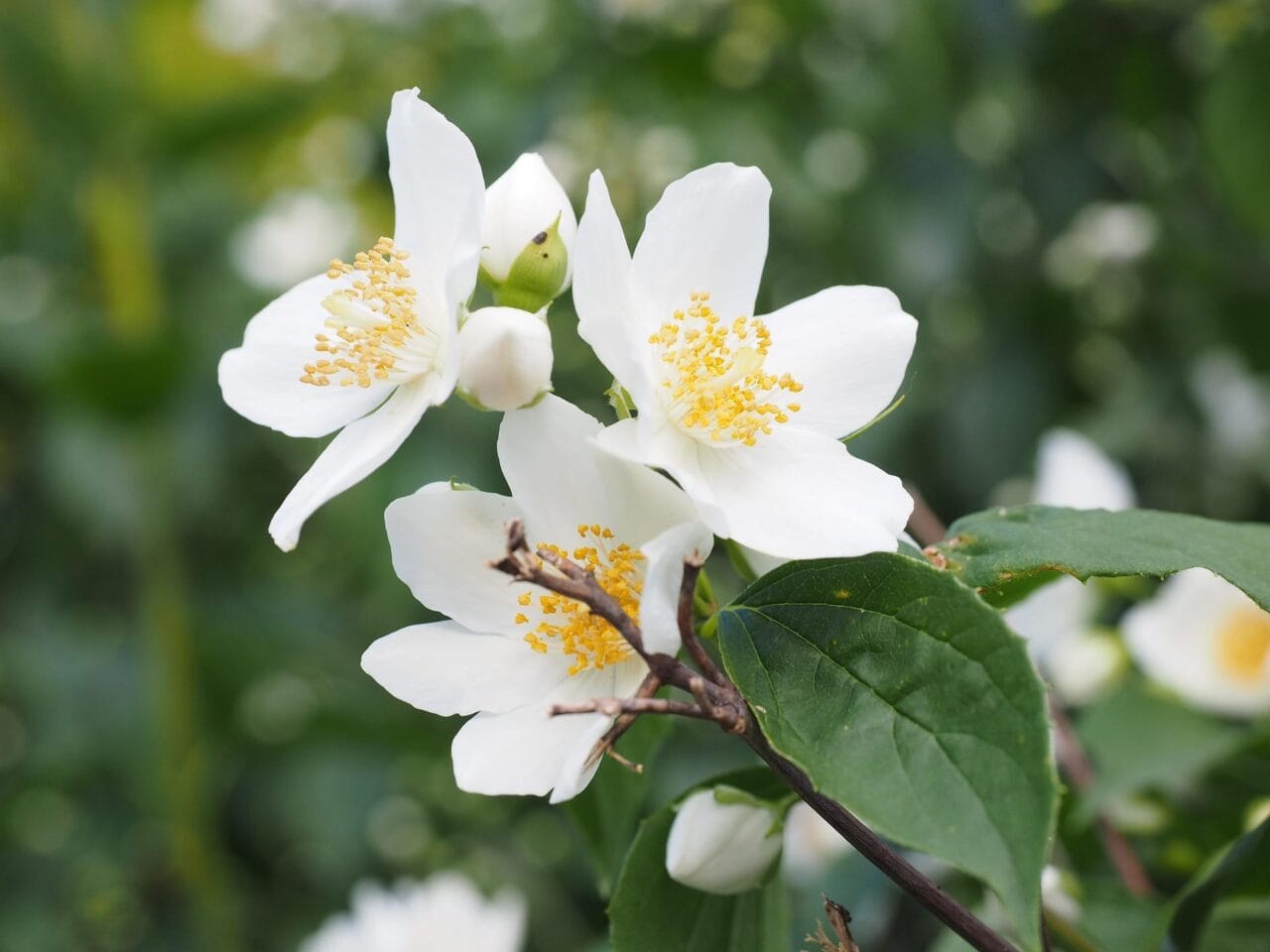 Pyrales aux jardins
