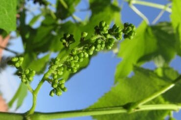 Pyrales aux jardins d’ornement : 3 moyens de lutte efficaces