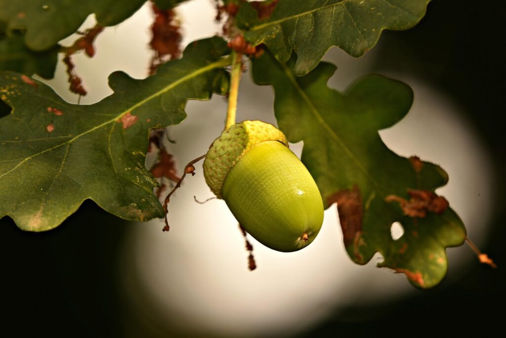 Teignes phytophages