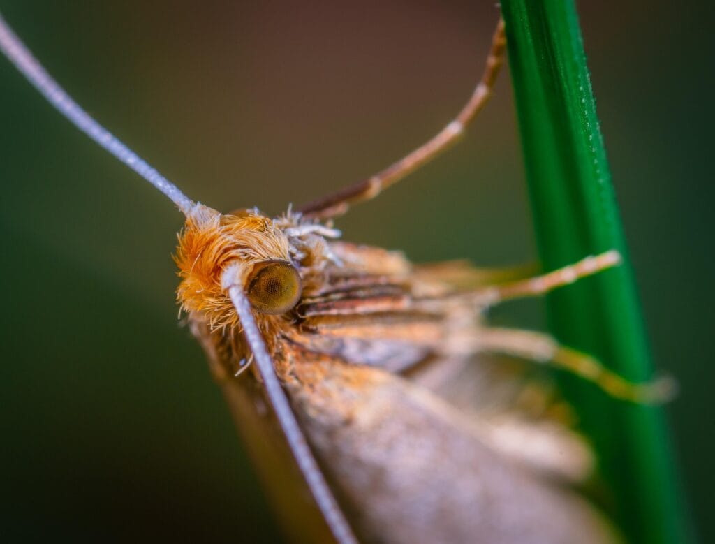 Teignes phytophages