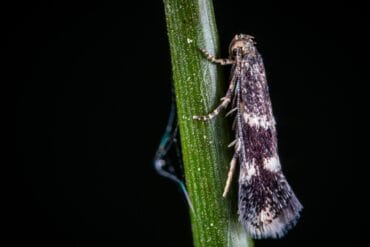 Teignes phytophages au jardin : 3 moyens de lutte efficaces.
