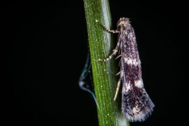 Densité de plantation ou repiquage : 2 facteurs importants.