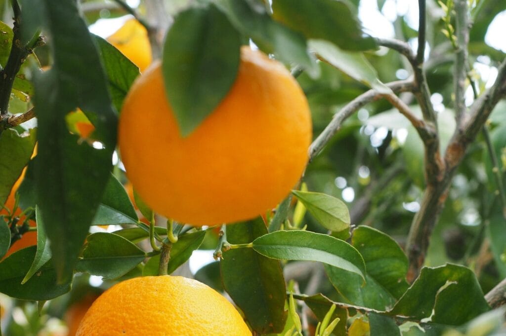 Gommose à phytophthora