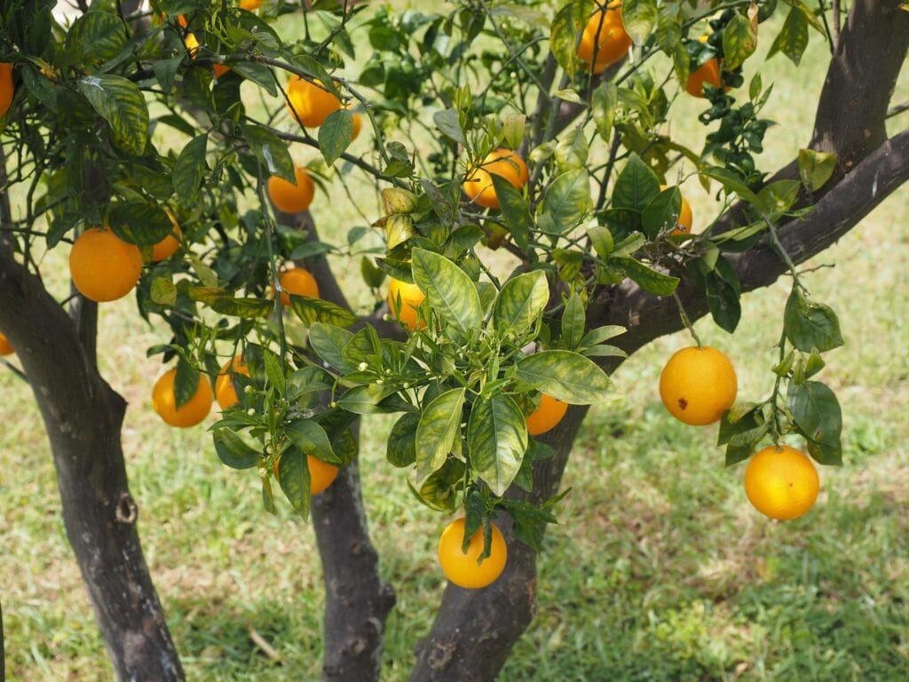 Gommose à phytophthora