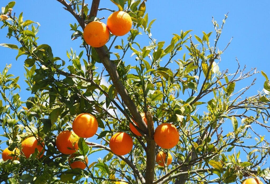 Gommose à phytophthora