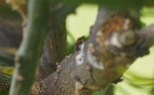 Gommose à phytophthora aux jardins