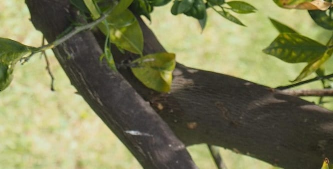 Gommose à phytophthora aux jardins