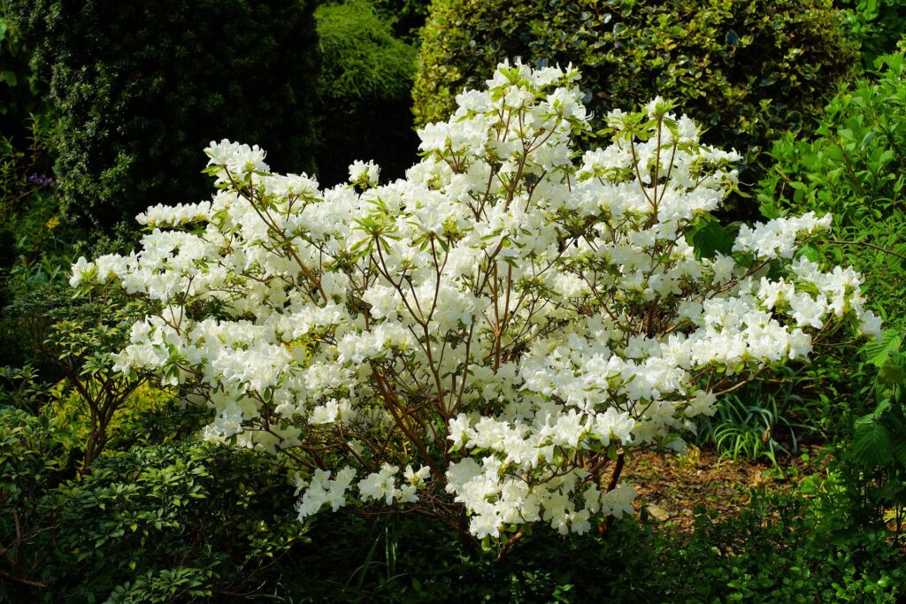 Gommose à phytophthora aux jardins