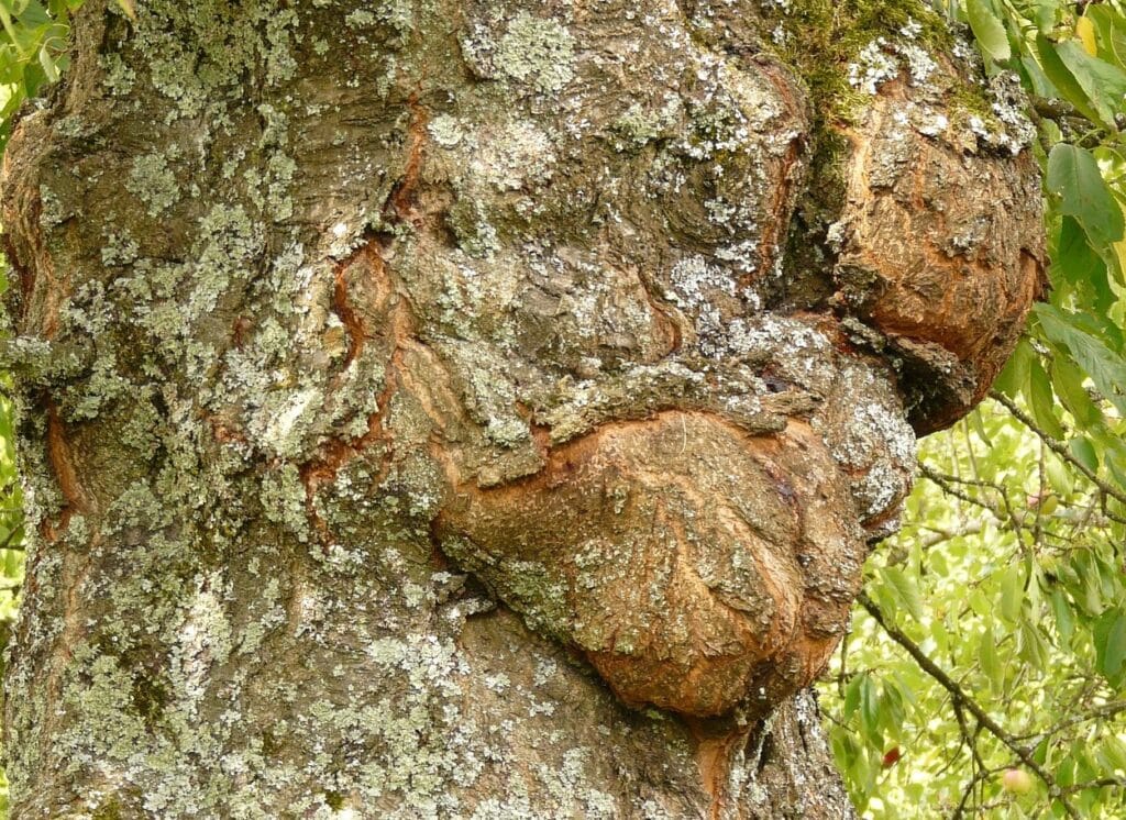 Gommose à phytophthora aux jardins