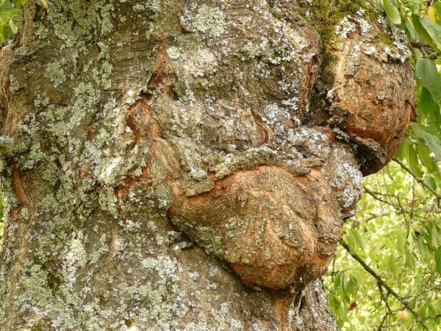 Gommose à phytophthora aux jardins