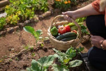 Fertilisation des cultures : 5 précautions importantes !