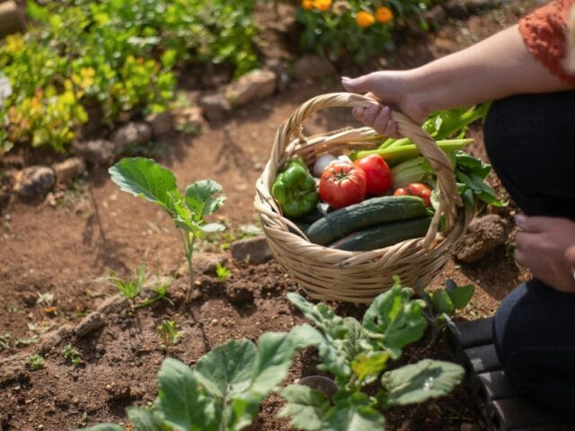 Potager en Mars