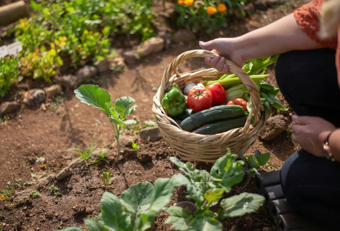 Potager en Mars