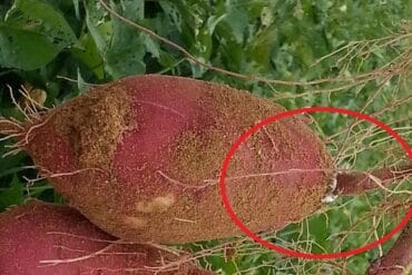 Pourriture racinaire au jardin : 3 moyens de lutte efficaces