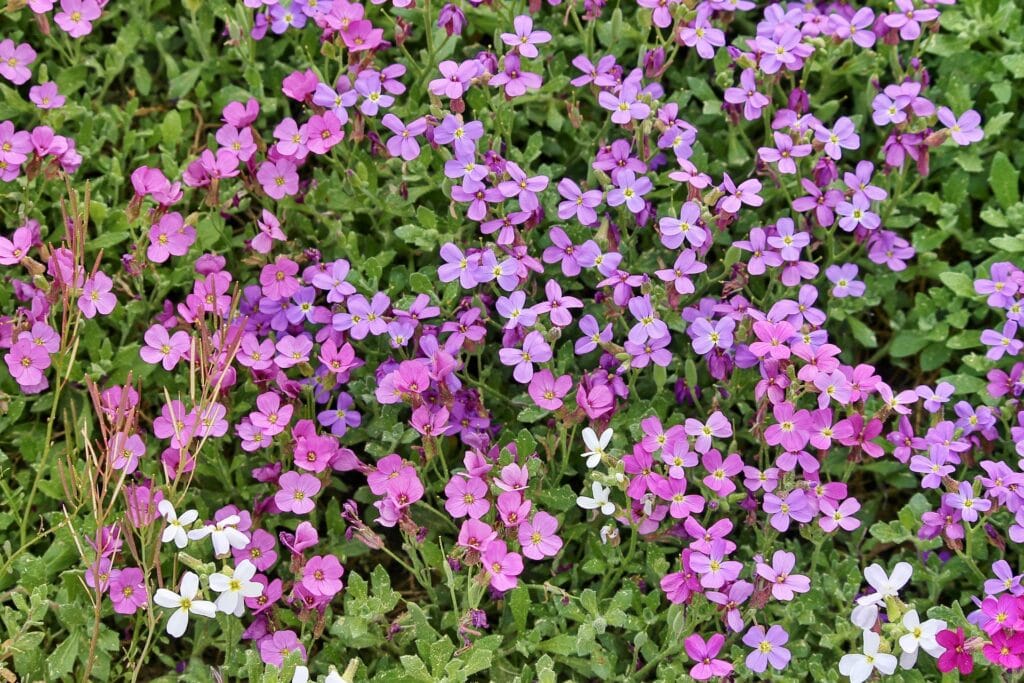 Pourriture blanche aux jardins